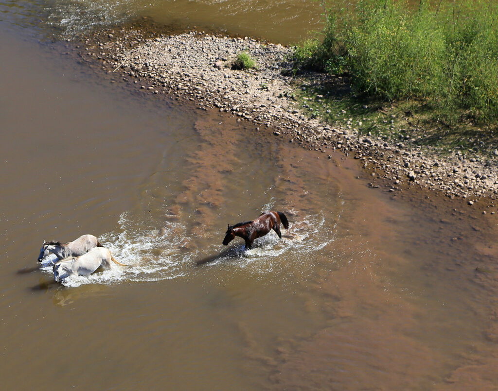 Wild Horses